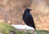 vrána černá (Ptáci), Corvus corone (Aves)